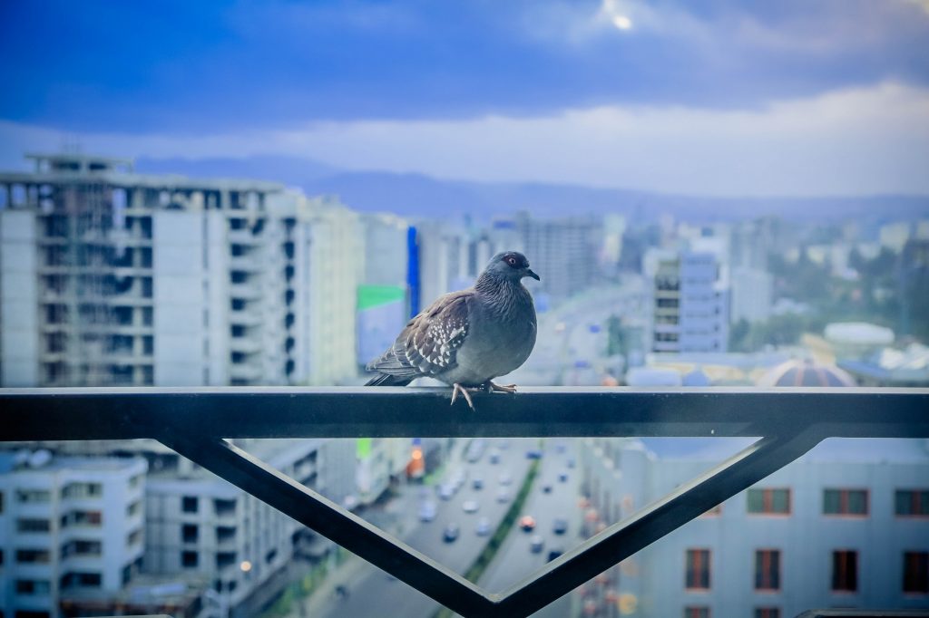 o pombo repousa sobre a cidade assim como o consolador